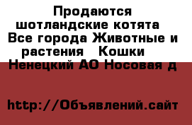 Продаются шотландские котята - Все города Животные и растения » Кошки   . Ненецкий АО,Носовая д.